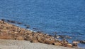 Walrus haul-out ÃËÃâ Arctic Royalty Free Stock Photo